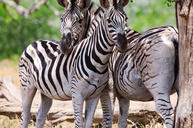 Kruger Nationaal Park, Zuid-Afrika